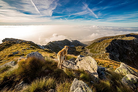 short-coated tan and white dog standing near mountains at daytime thumbnail