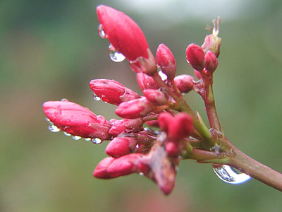 close-up photography of red petaled flowers thumbnail