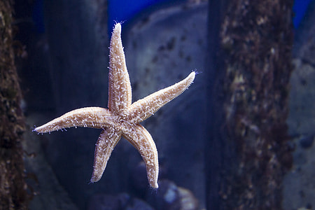 brown starfish thumbnail