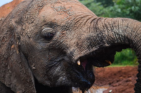 brown elephant covered with mud thumbnail