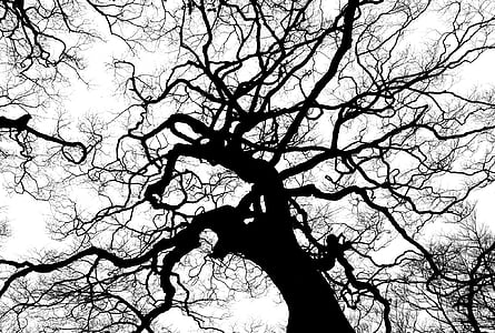 silhouette photography of tree thumbnail