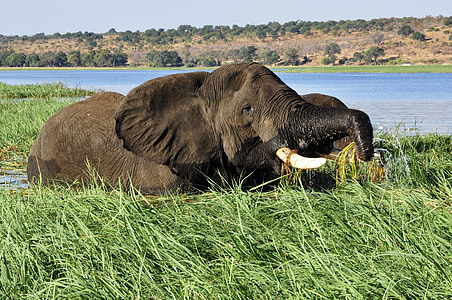 elephant in water near grass thumbnail