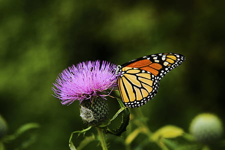 selective focus photo of monarch butterfly perching on pink cluster flower at daytime thumbnail