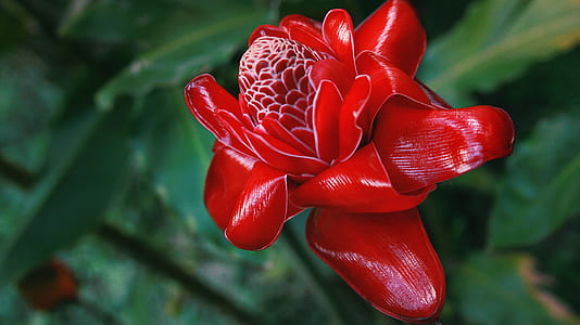 red petaled flower in selective focus photography thumbnail