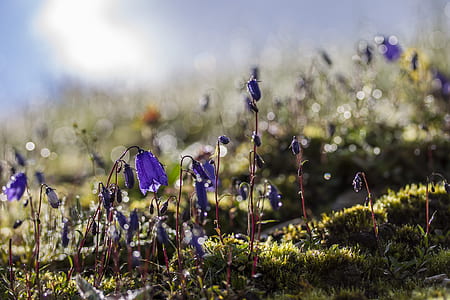 selective focus photography of purple petaled flowers thumbnail