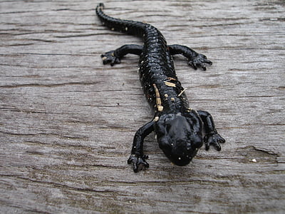 black lizard thumbnail