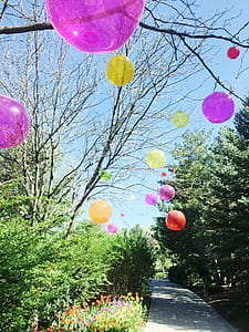 Assorted-color Balloons Attached on Tree Branches thumbnail