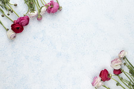 assorted-color petaled flowers on white surface thumbnail