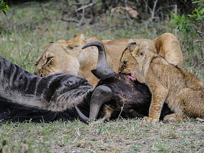 tigers eating buffalo thumbnail