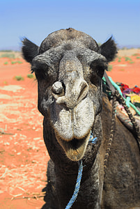 black camel on desert thumbnail