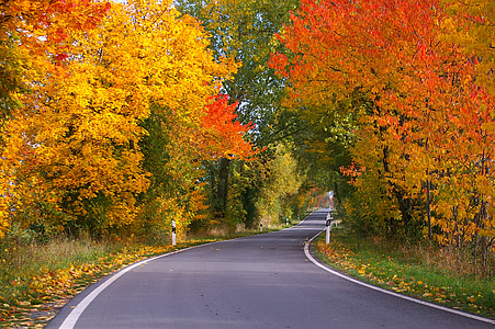 photo of road surrounded by trees thumbnail