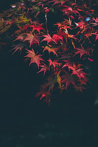 red maple leaves thumbnail