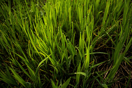 selective focus photography of green grass thumbnail