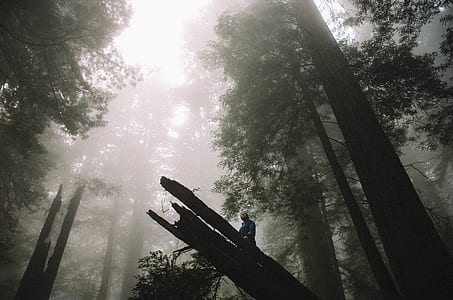 low angle photo of man on tree trunk on forest surrounded by trees thumbnail