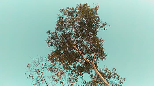 Low Angle Photo of Tree Under Cloudless Sky thumbnail
