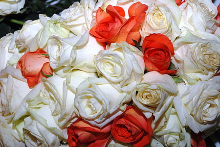 closeup photo of white and red rose flowers thumbnail