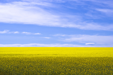 green plants under clear blue sky during daytime thumbnail