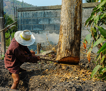 person cutting tree during daytime thumbnail