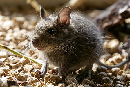 photo of grey rodent on brown surface thumbnail