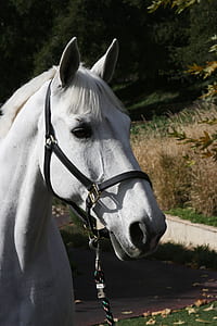 white horse thumbnail