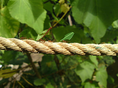 roped beside plant thumbnail