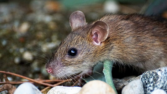 selective focus photography of brown rat thumbnail