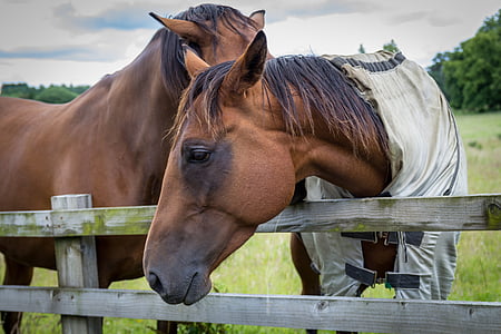 two brown horses near fence thumbnail