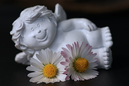 white common daisies thumbnail