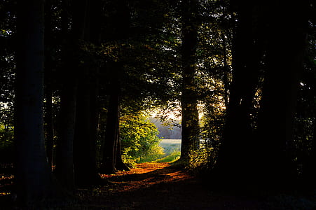 photo of pathway between trees thumbnail