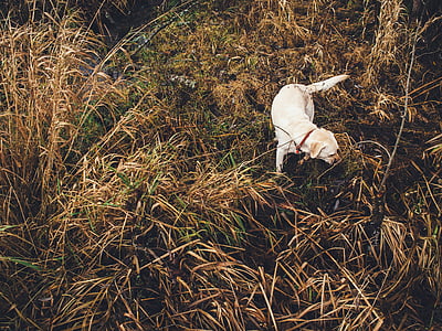 adult yellow Labrador retriever standing on brown grass thumbnail