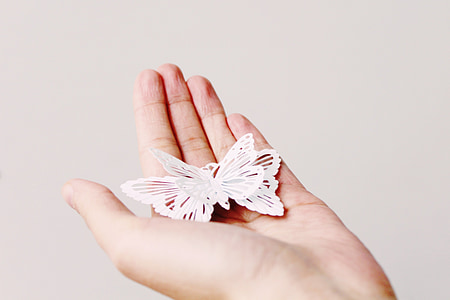 white butterfly decor on person's palm thumbnail