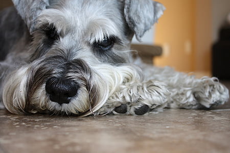 closeup photo of salt and pepper miniature schnauzer thumbnail