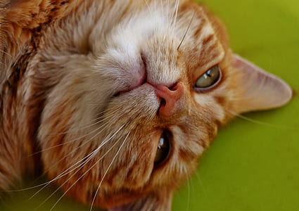 white and orange cat thumbnail