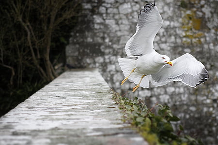 selective focus photography of ring-billed gull thumbnail