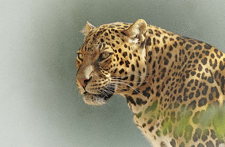 selective focus photography of leopard thumbnail