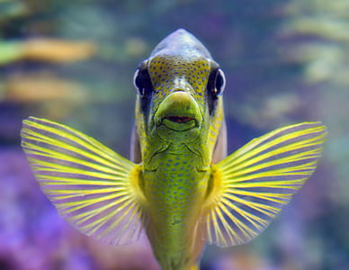 green and blue fish thumbnail