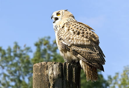 close up photography of brown owl thumbnail