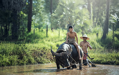 boy riding black water buffalo on body of water photography thumbnail