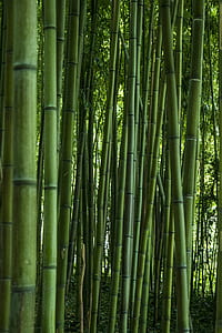green bamboo trees illustration thumbnail