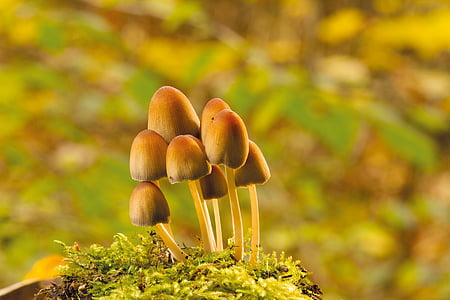 macro photography of brown mushrooms thumbnail