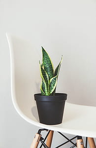 potted green snake plant thumbnail