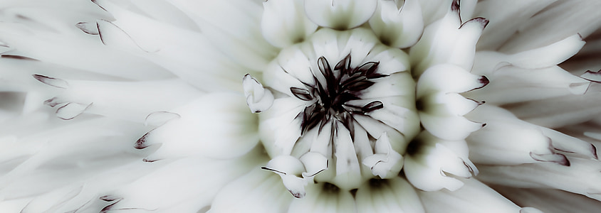 macro photography of white dahlia flower thumbnail