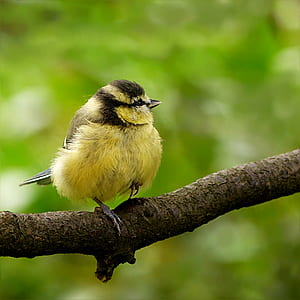 yellow and brown bird fetch on tree during daytime thumbnail
