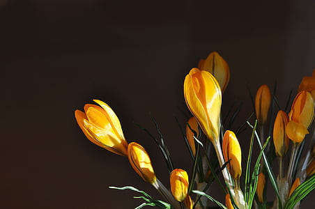 shallow focus photography of yellow flowers thumbnail