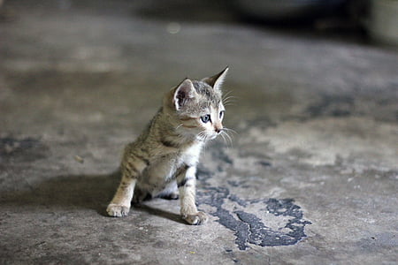 closeup photography of grey tabby kitten thumbnail