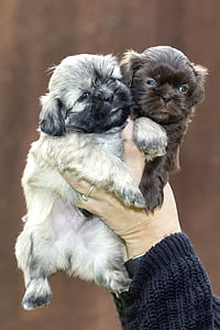 person holding two black and fawn puppies thumbnail