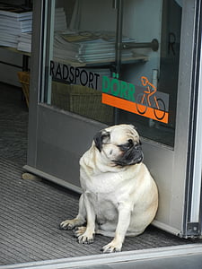 fawn pug sitting next to glass door thumbnail