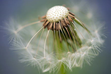 close-up photo of dandelion thumbnail