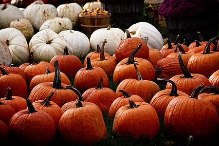 white and orange pumpkin lot thumbnail