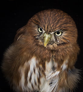 close-up photography of brown and white owl thumbnail